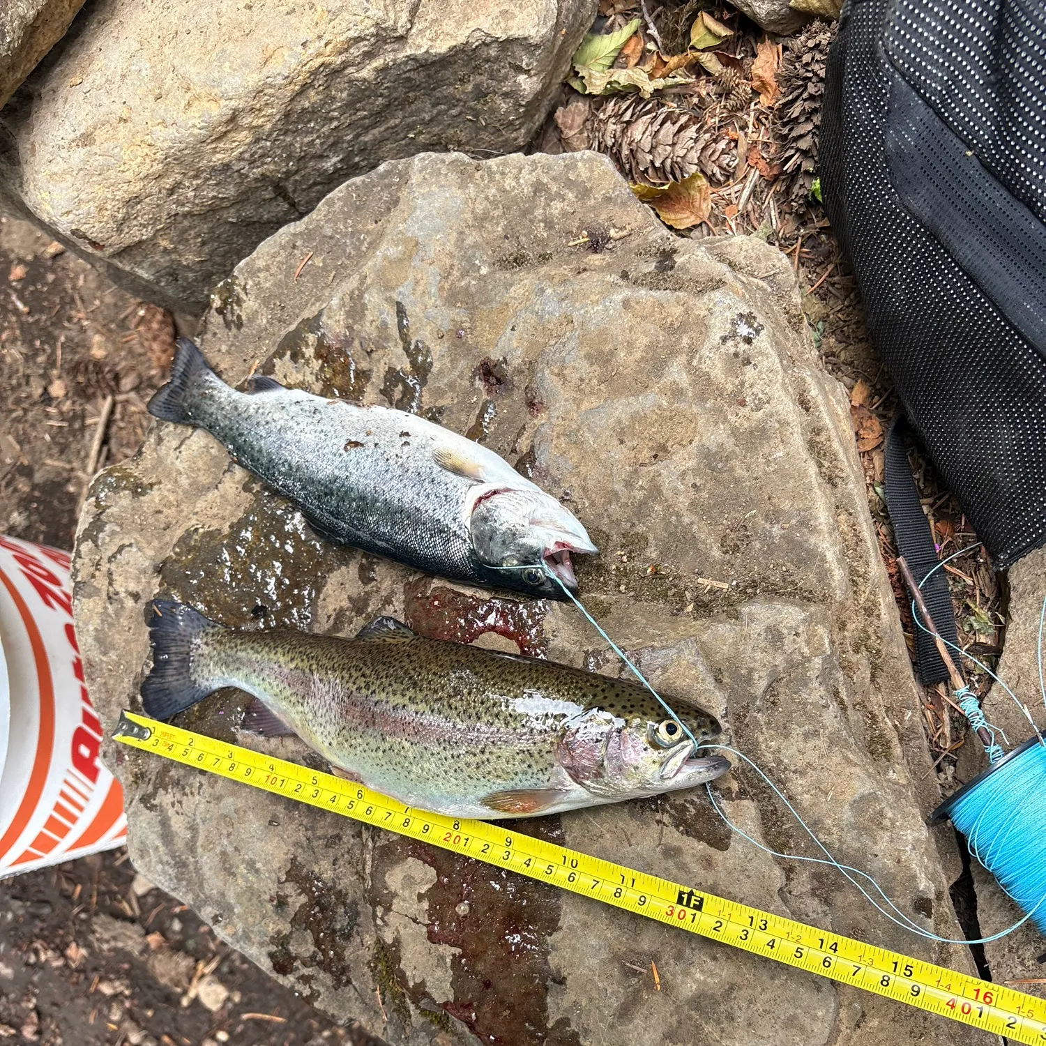 recently logged catches