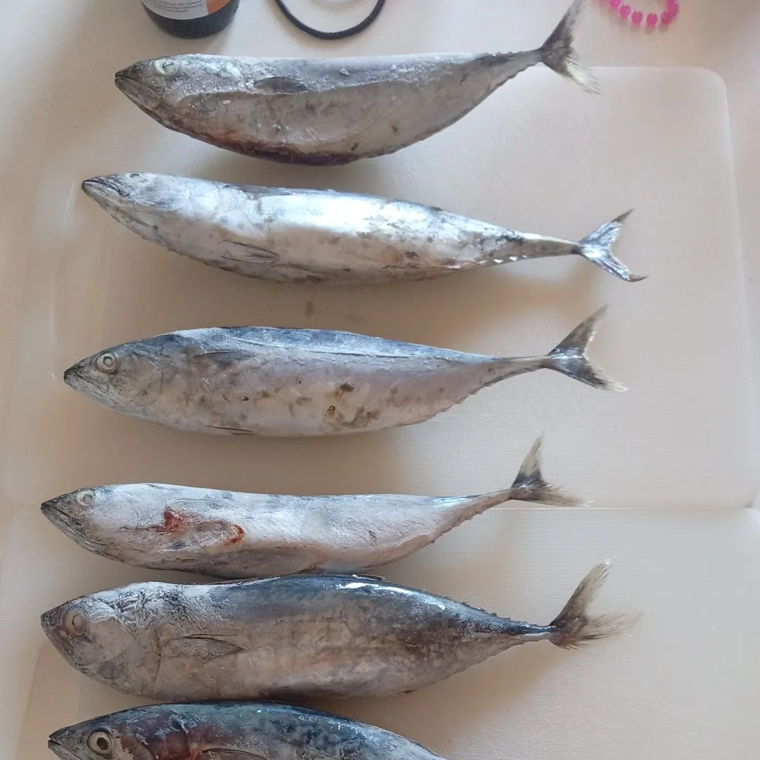 Frigate tuna caught on Fishbrain