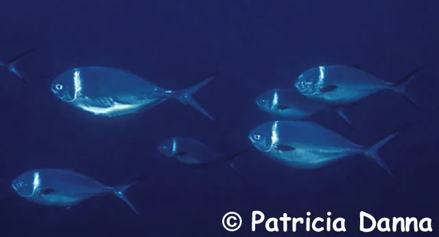 Steel pompano