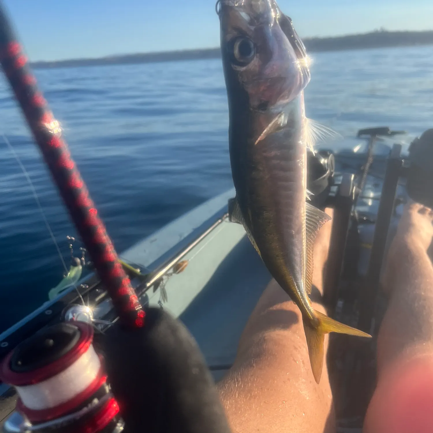The most recent Pacific jack mackerel catches on Fishbrain