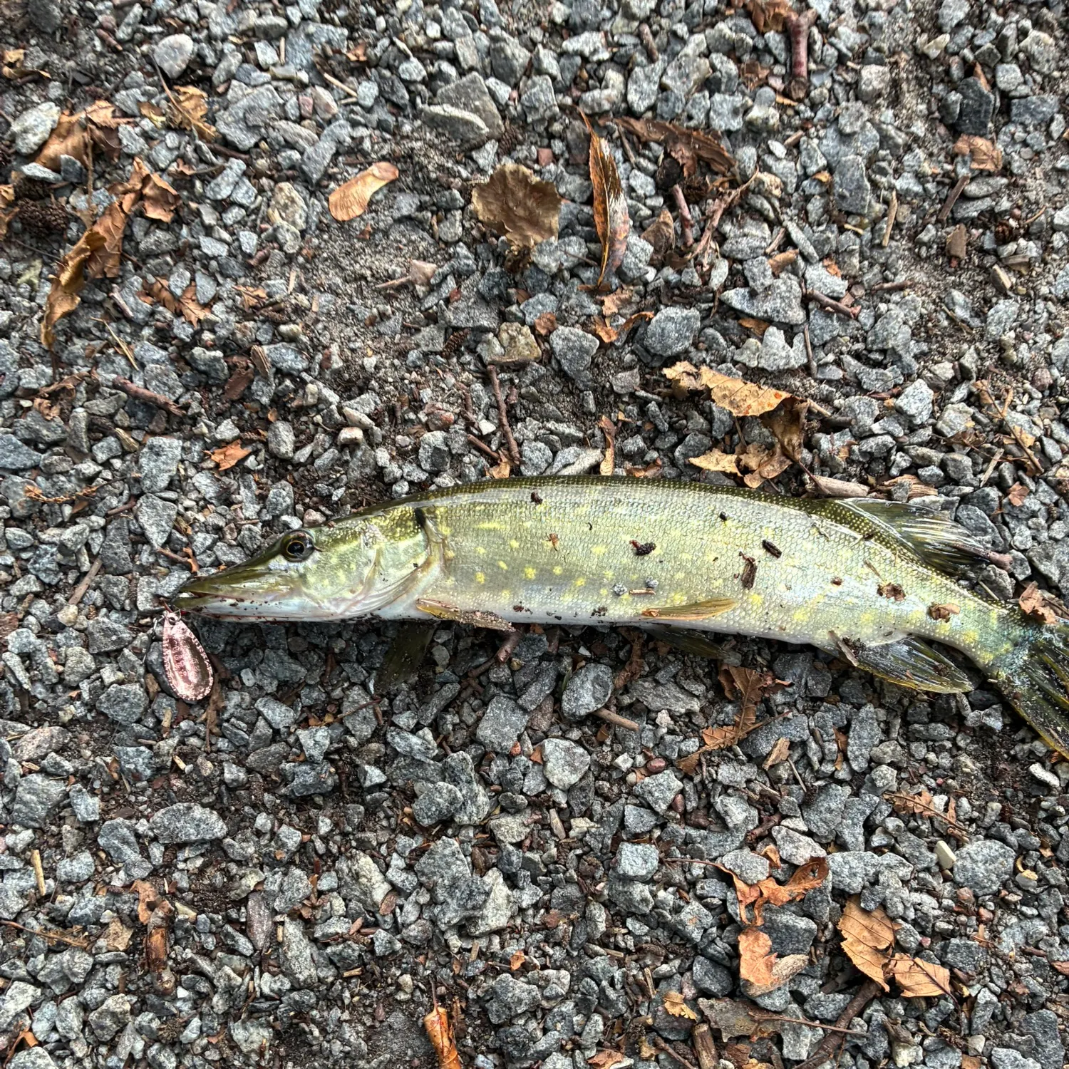 Northern pike caught on Fishbrain