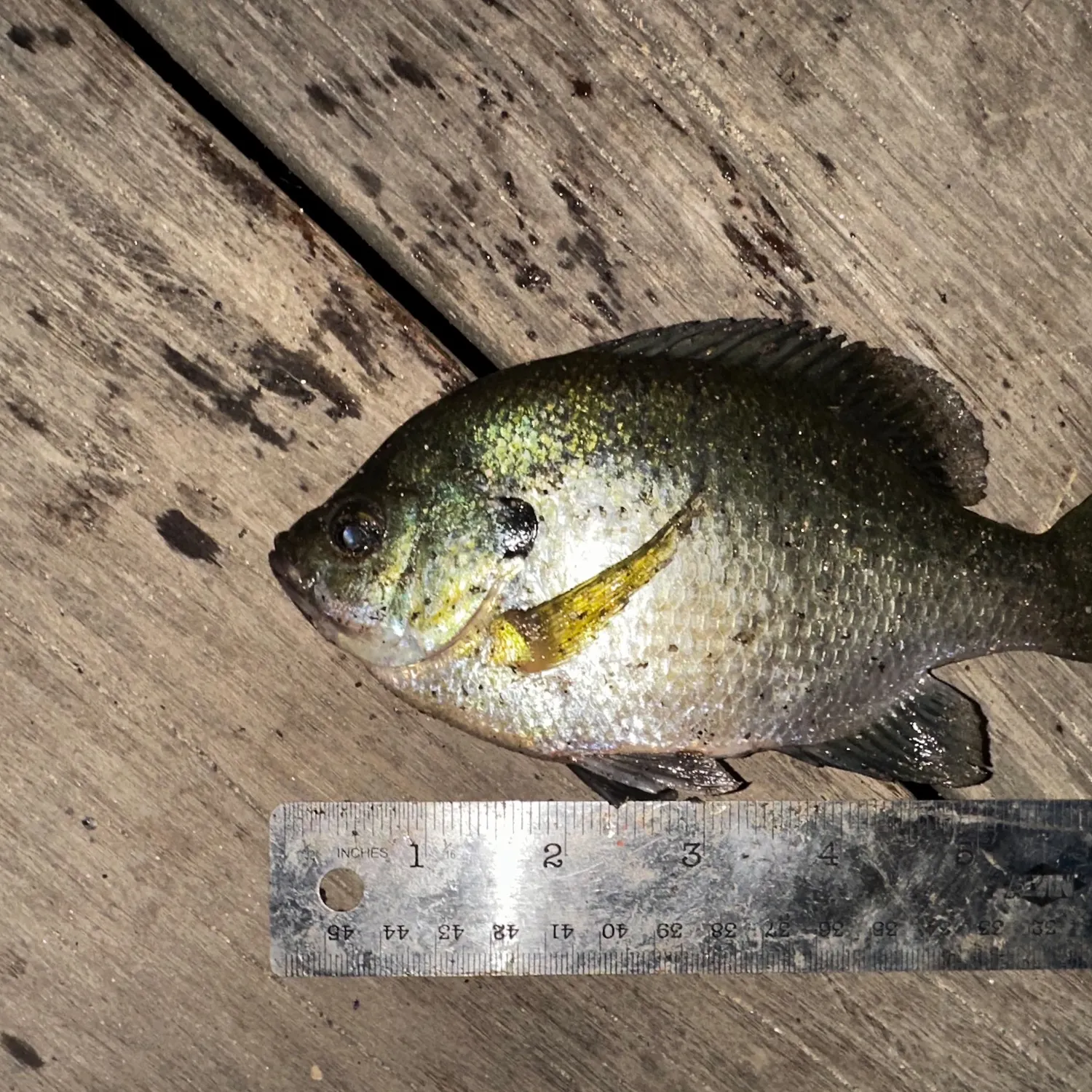 Bluegill caught on Fishbrain