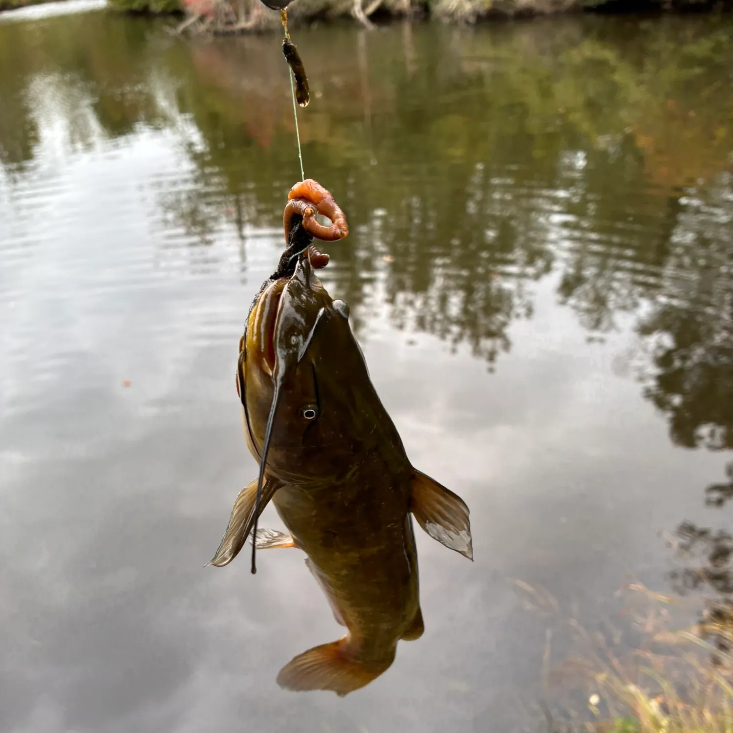 Yellow bullhead caught on Fishbrain