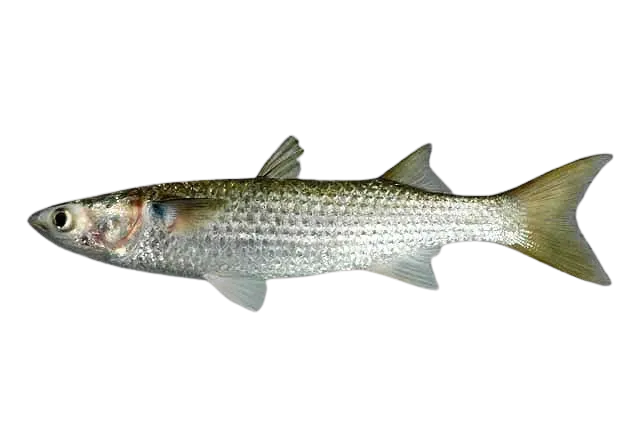 Lebranche mullet