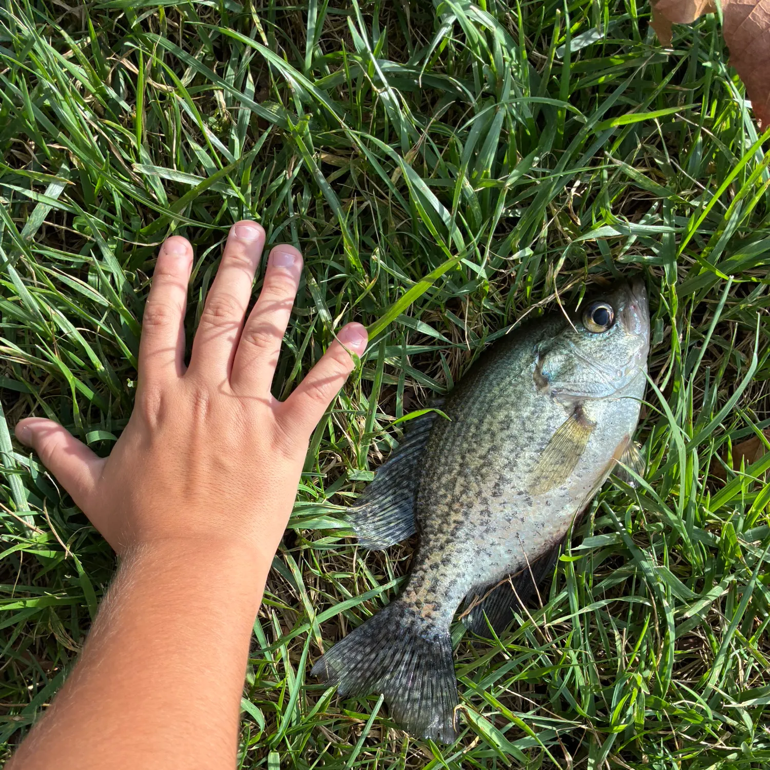Black crappie caught on Fishbrain