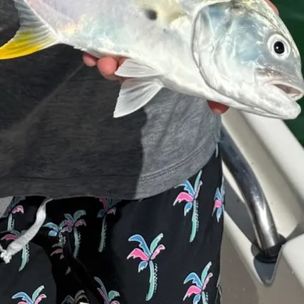 The most recent Crevalle jack catches on Fishbrain