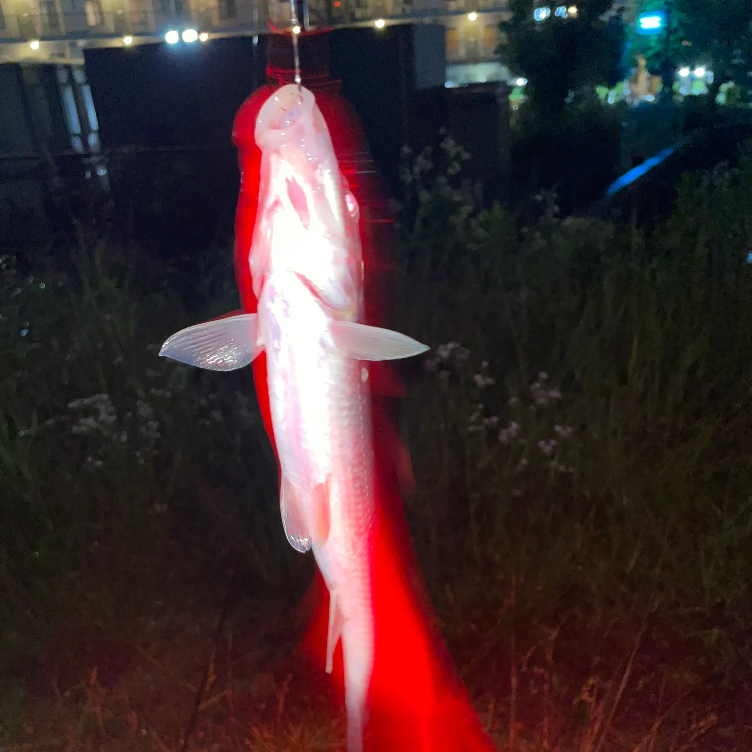 The most recent Barbel steed catches on Fishbrain