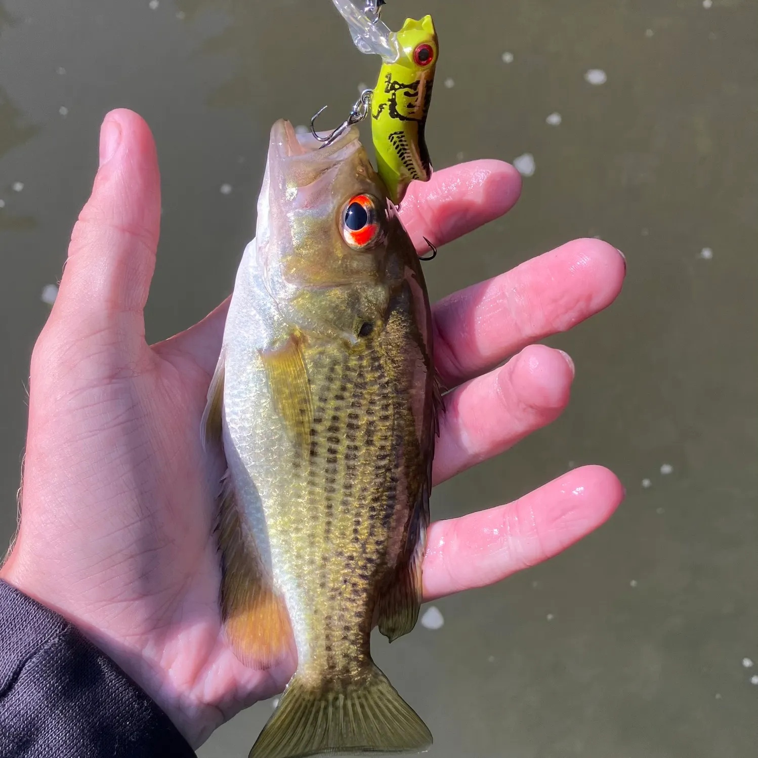 Rock bass caught on Fishbrain