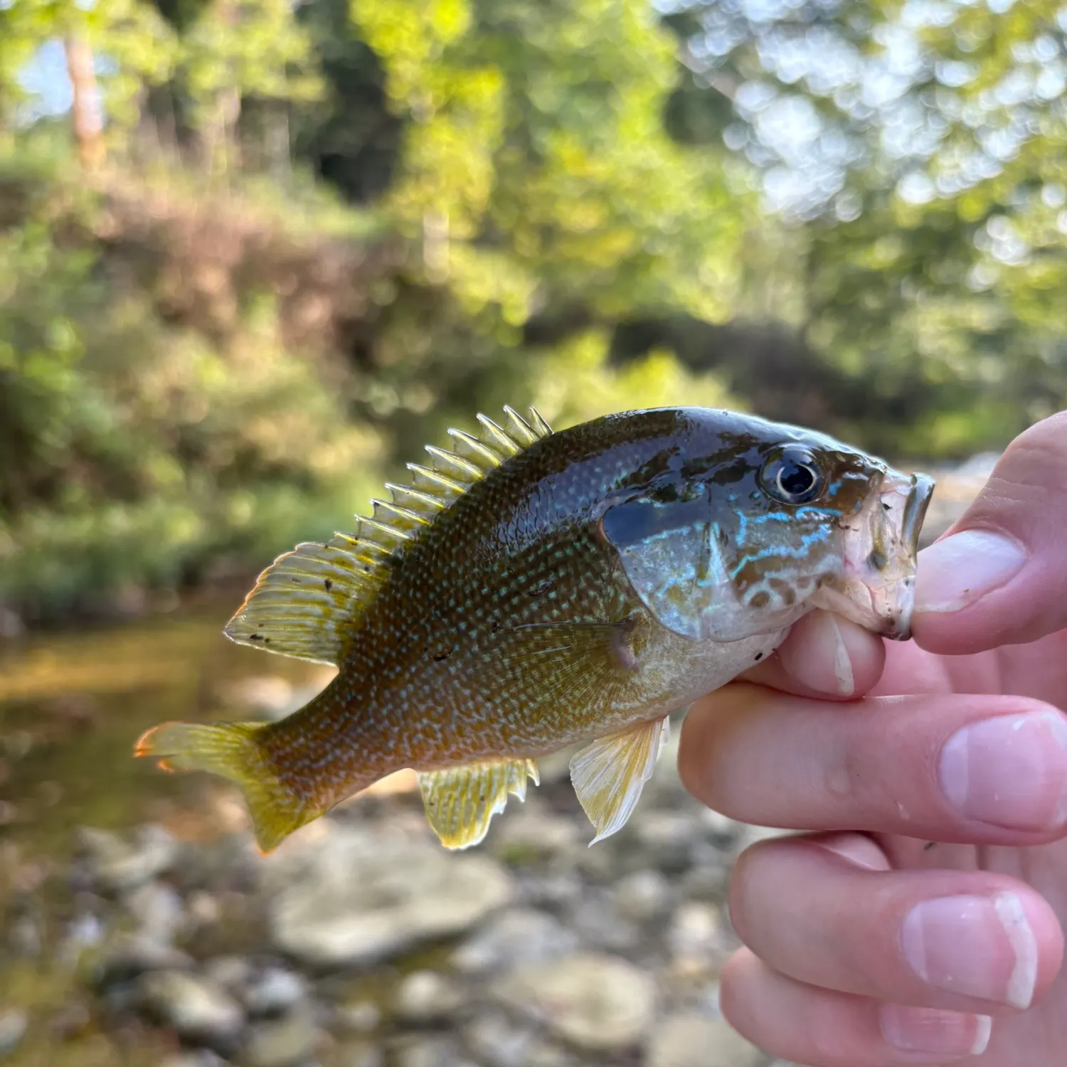 Redear sunfish caught on Fishbrain
