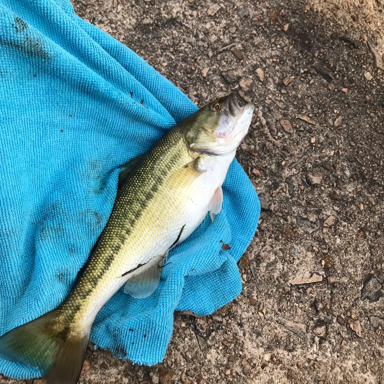 angler catch