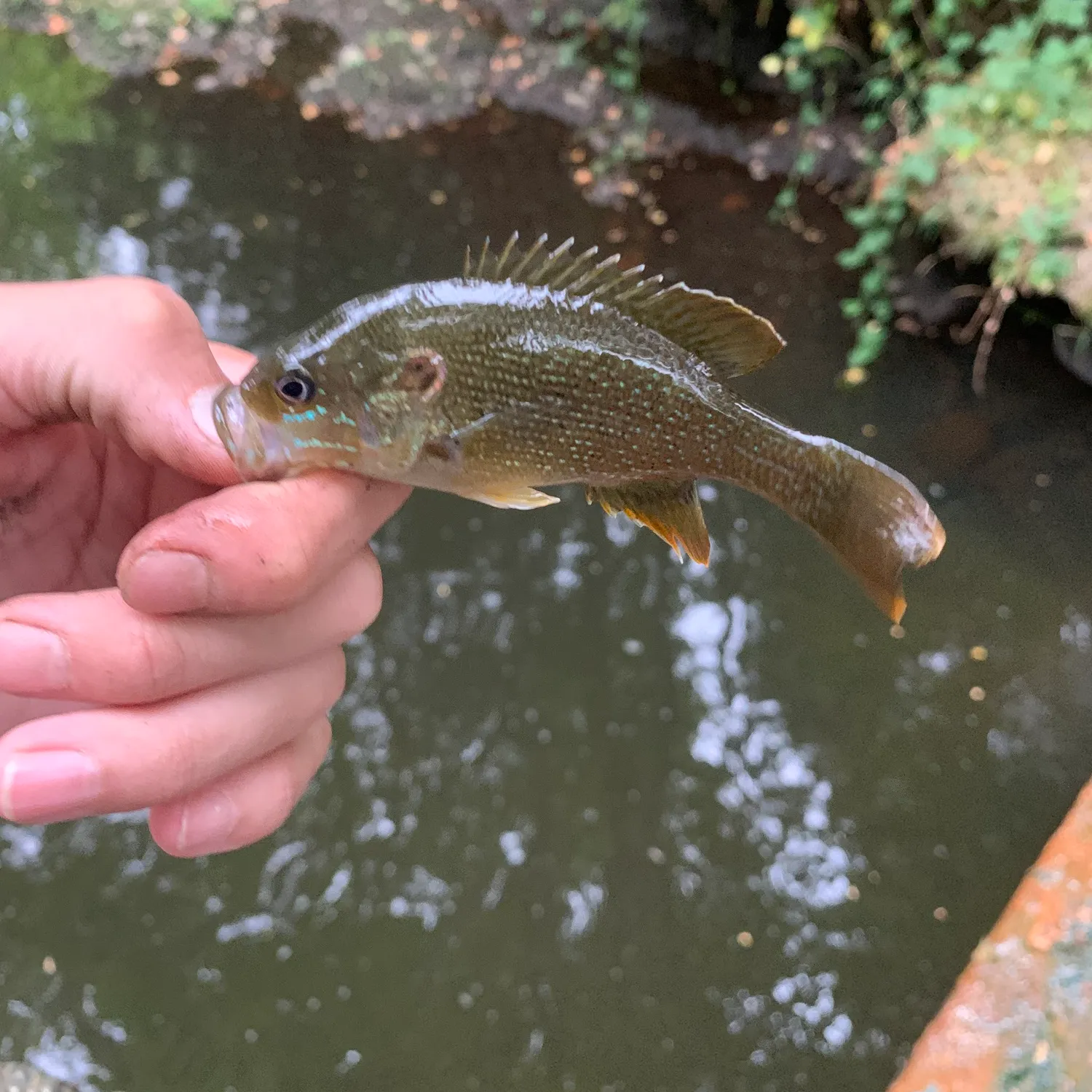 Green sunfish caught on Fishbrain