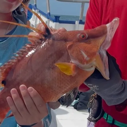 The most recent Hogfish catches on Fishbrain