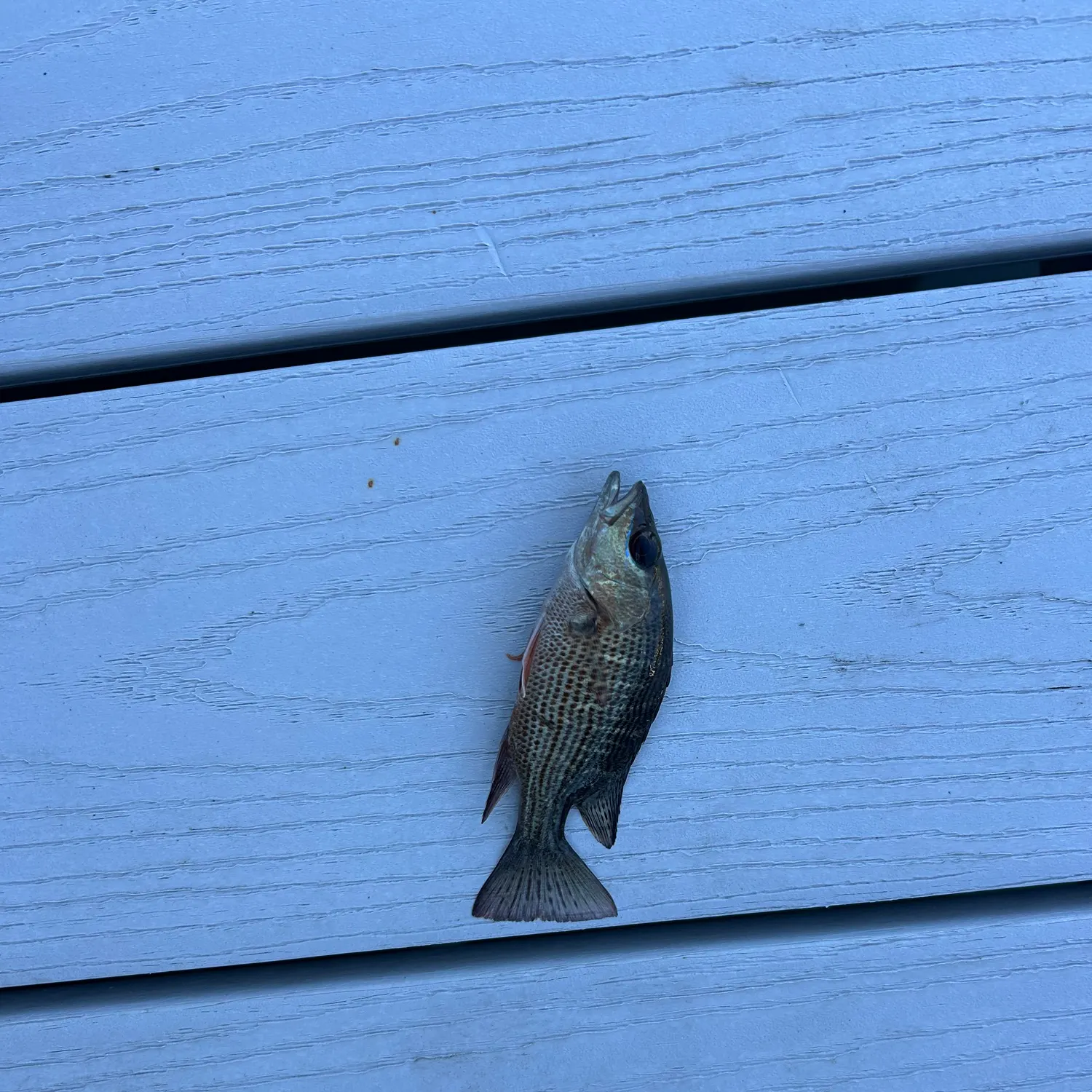 The most recent Whale shark catches on Fishbrain