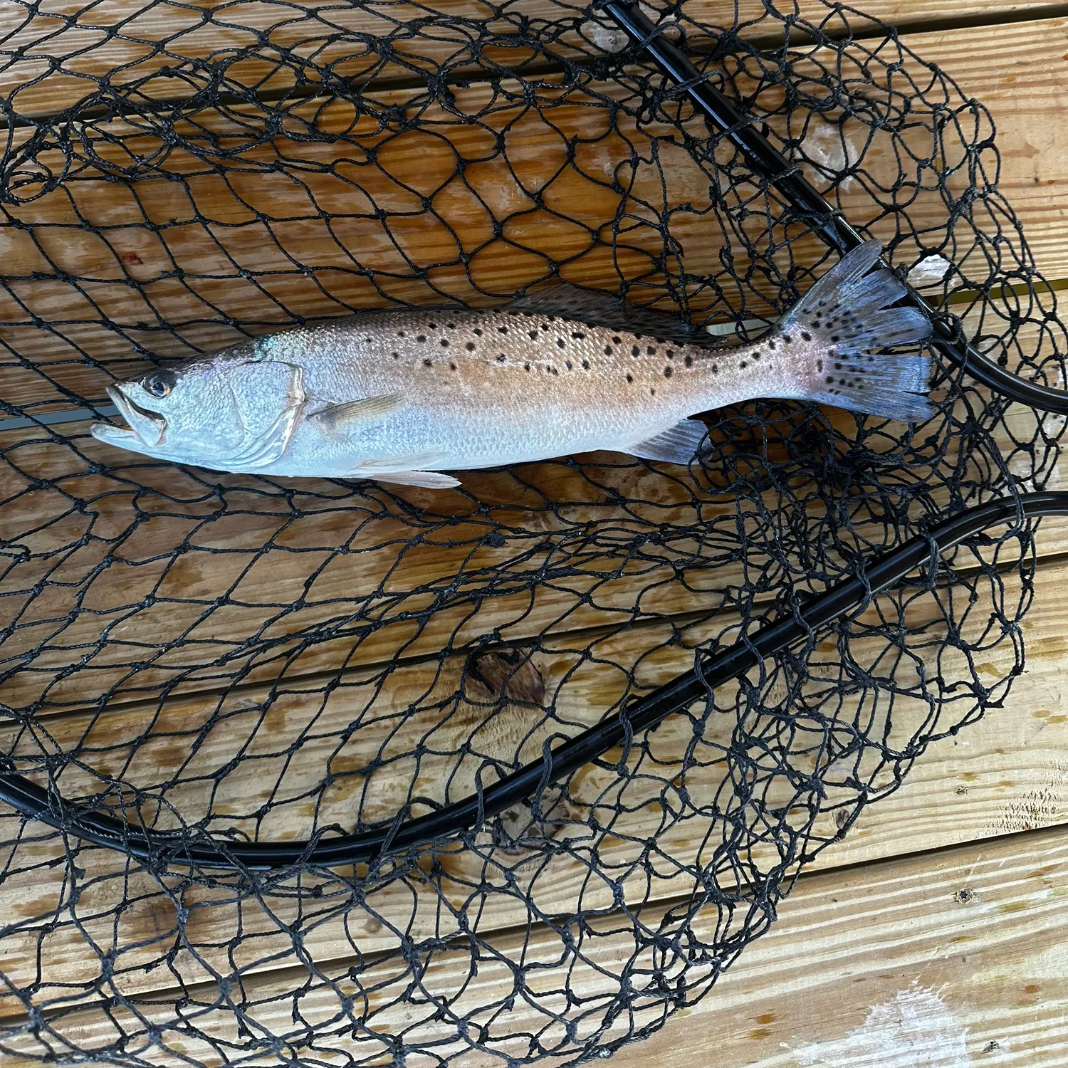 Spotted seatrout caught on Fishbrain