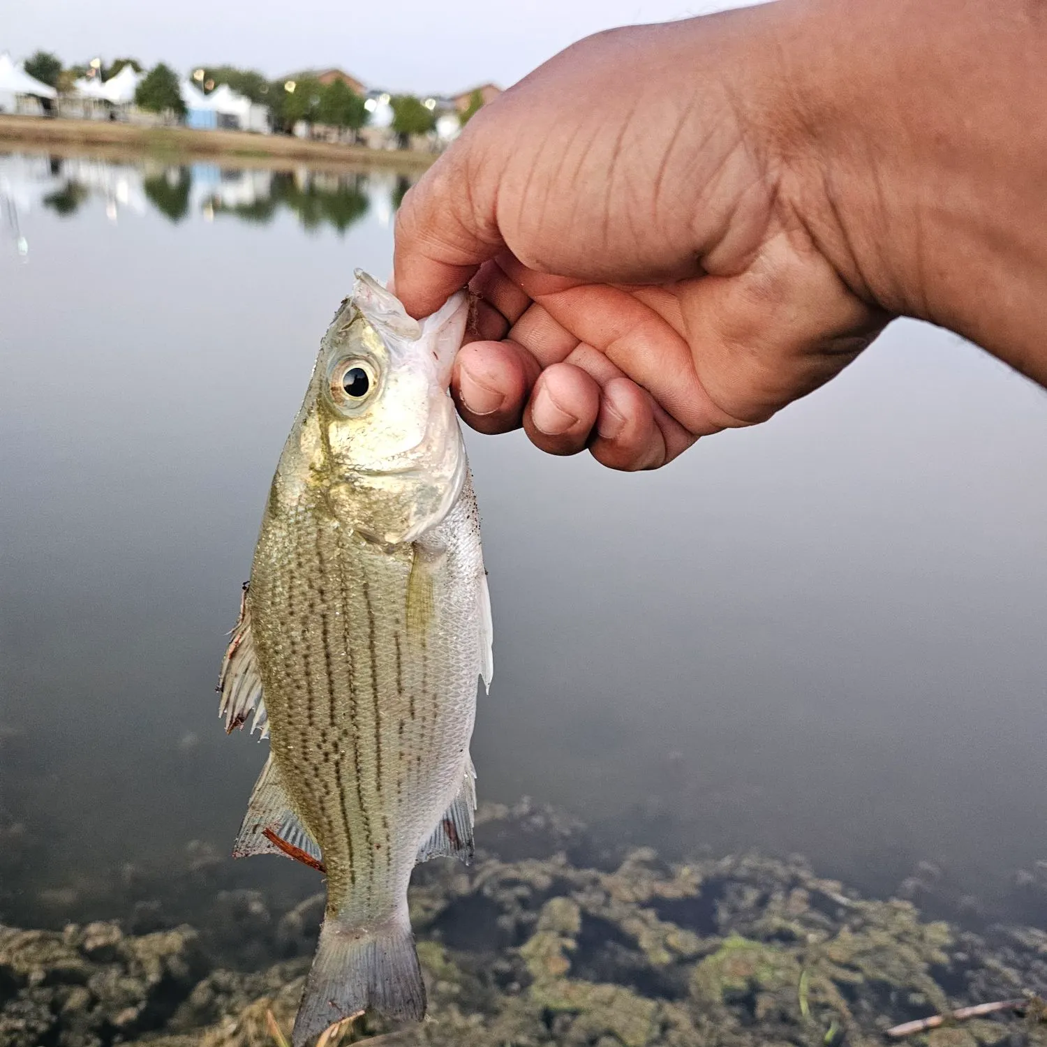 White bass caught on Fishbrain