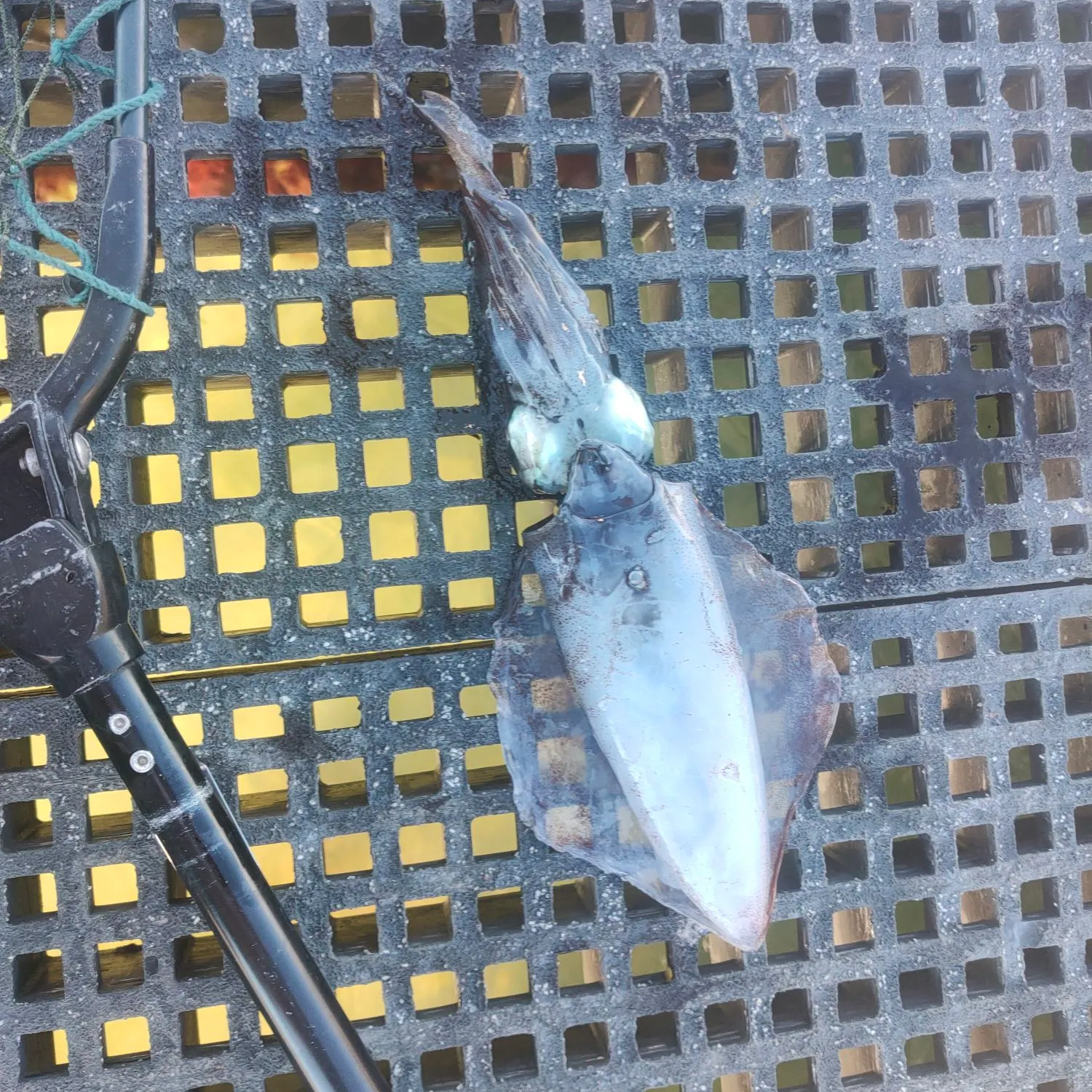 The most recent Southern calamari catches on Fishbrain