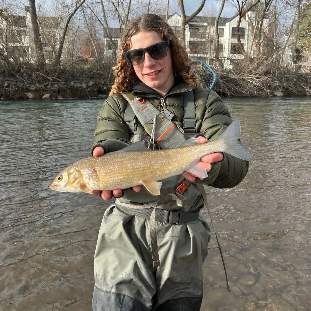 The most recent Mountain whitefish catches on Fishbrain