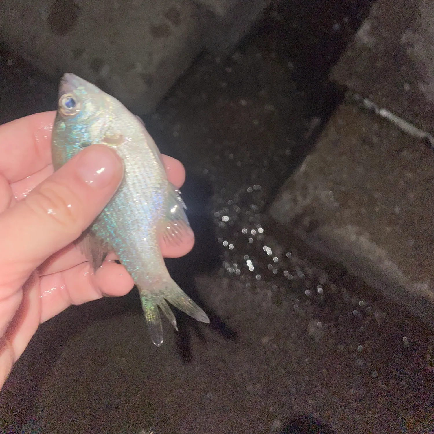 White crappie caught on Fishbrain