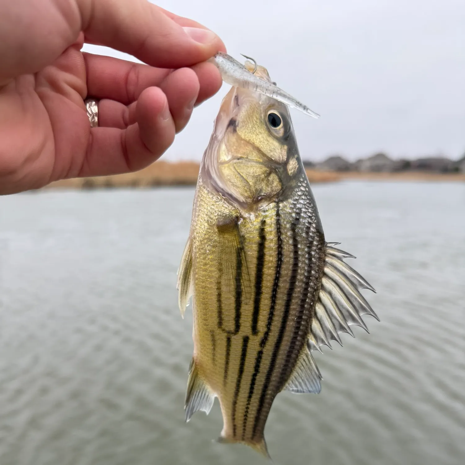 The most recent Yellow bass catches on Fishbrain