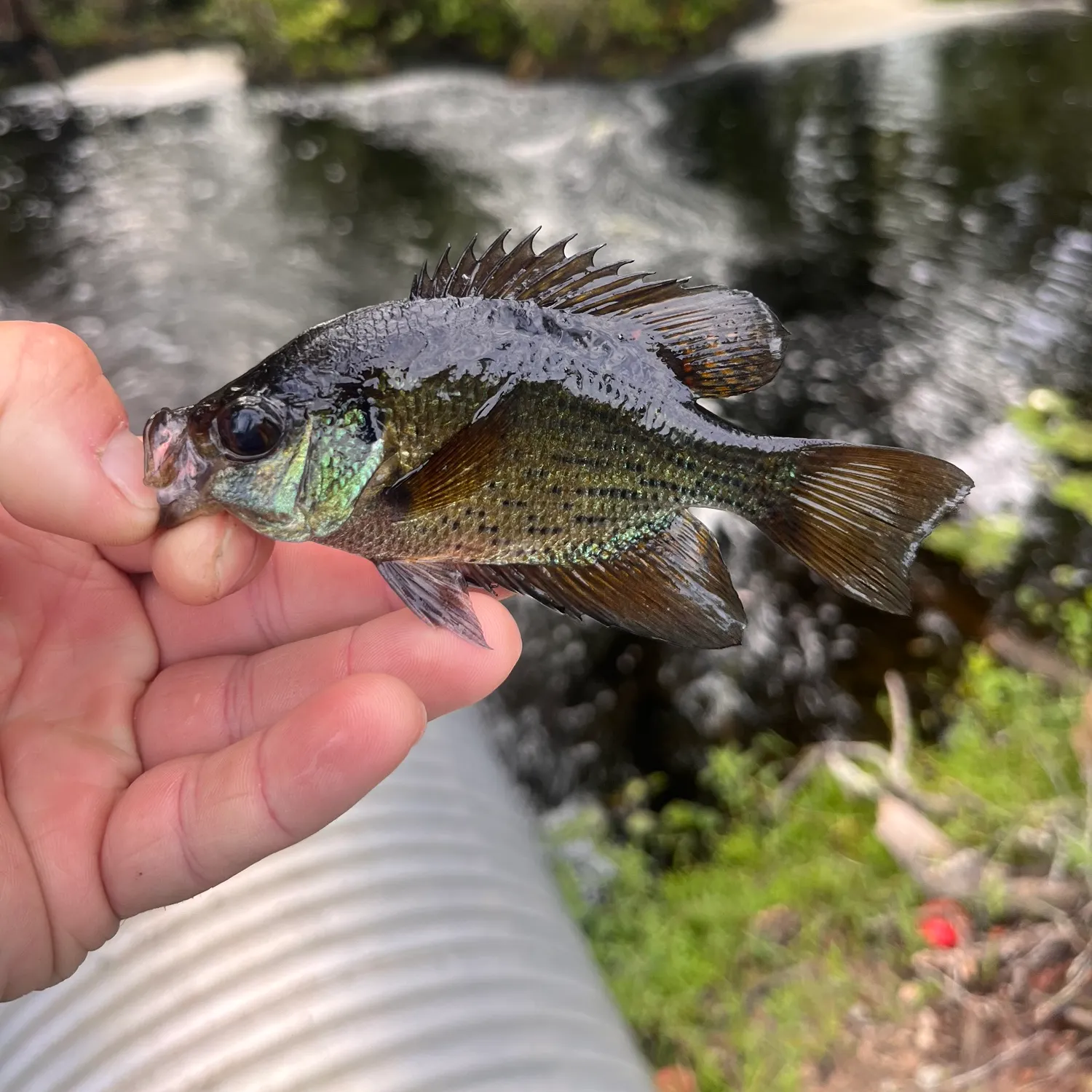 most liked catch image