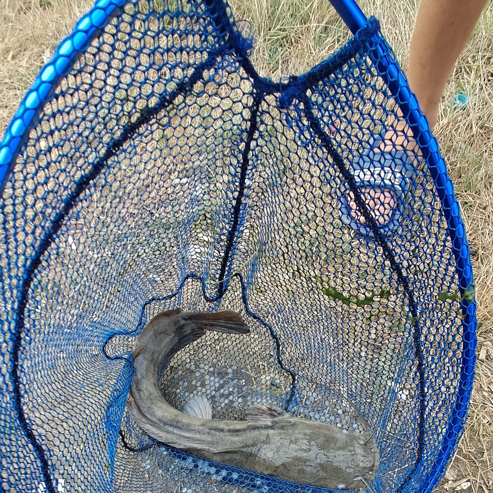 most liked catch image