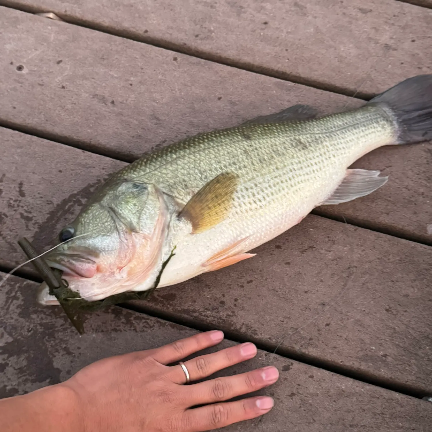 Largemouth bass caught on Fishbrain