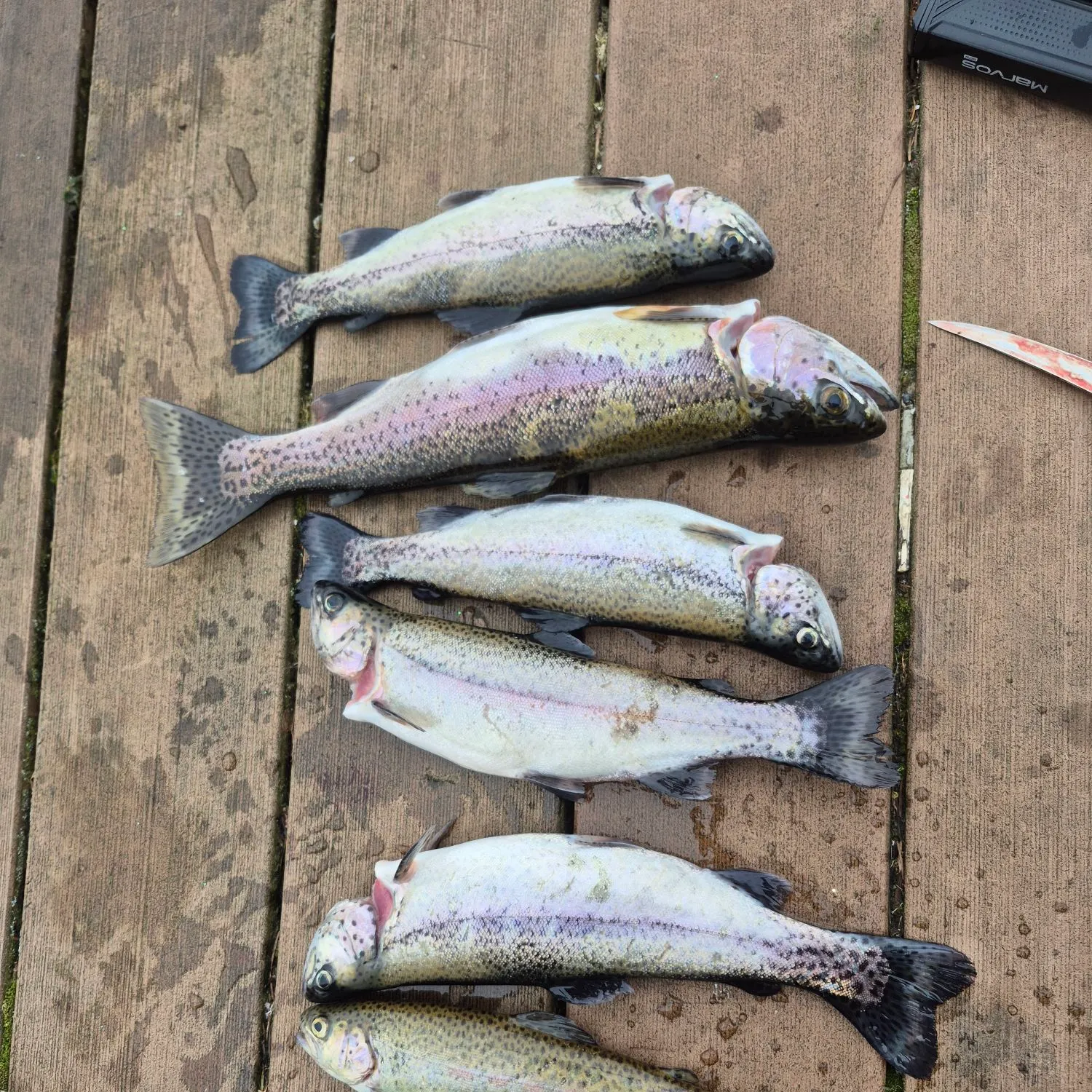 recently logged catches