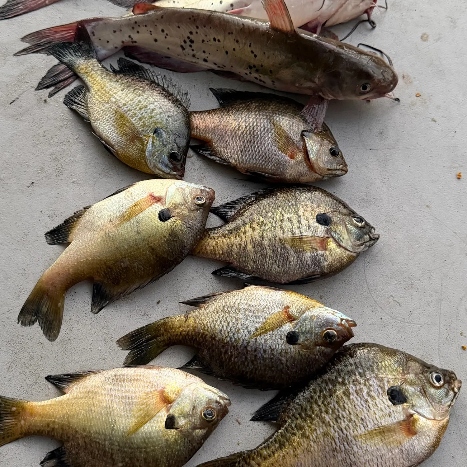 Bluegill caught on Fishbrain