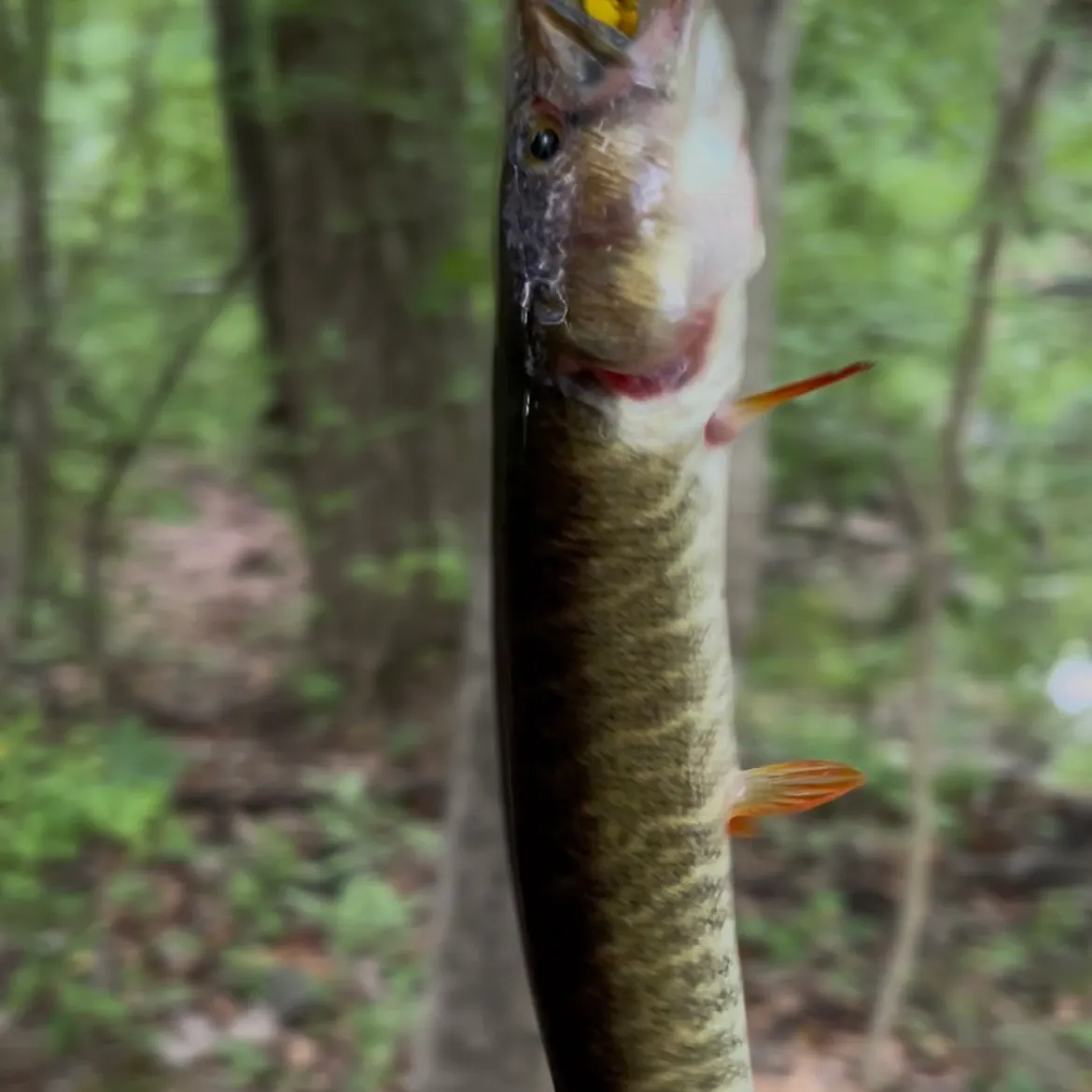 The most recent Redfin pickerel catches on Fishbrain