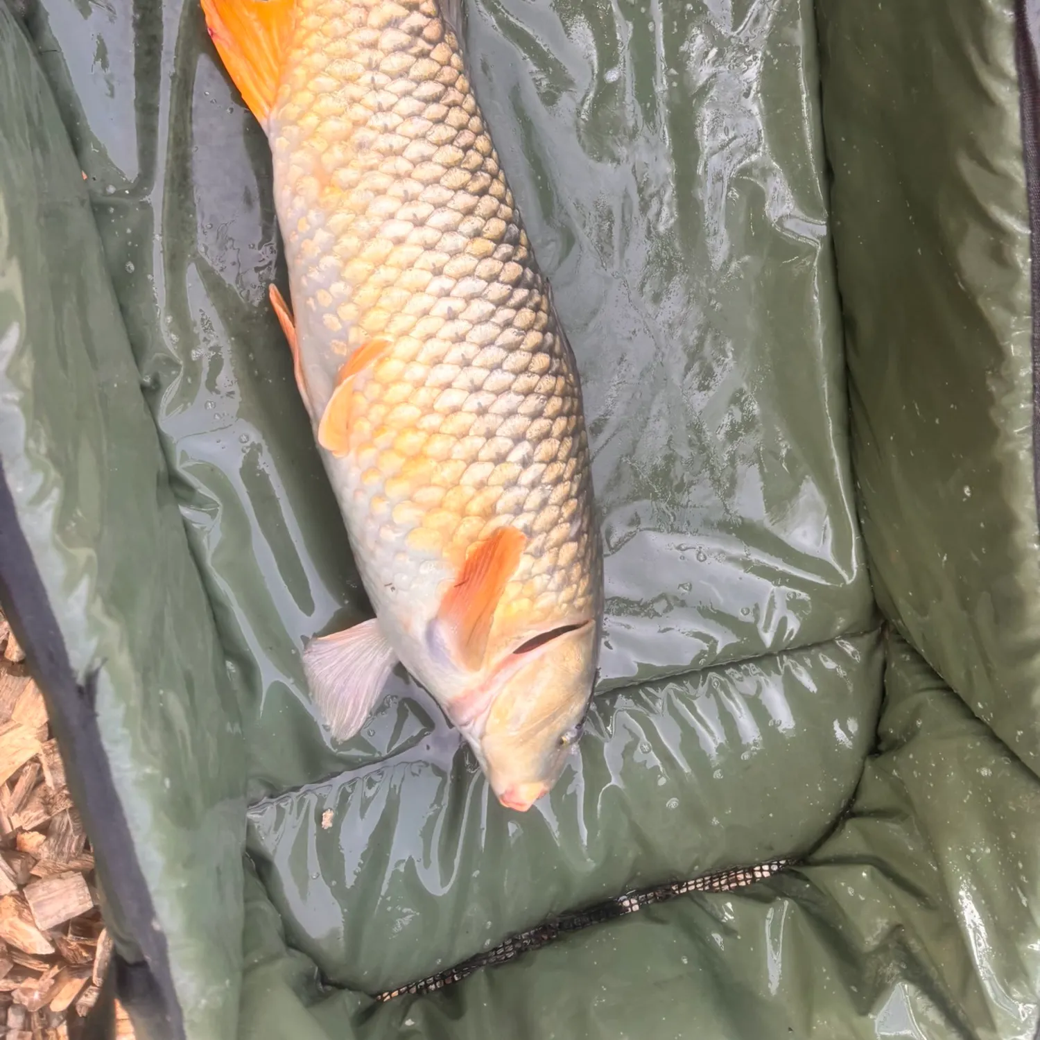 Common carp caught on Fishbrain
