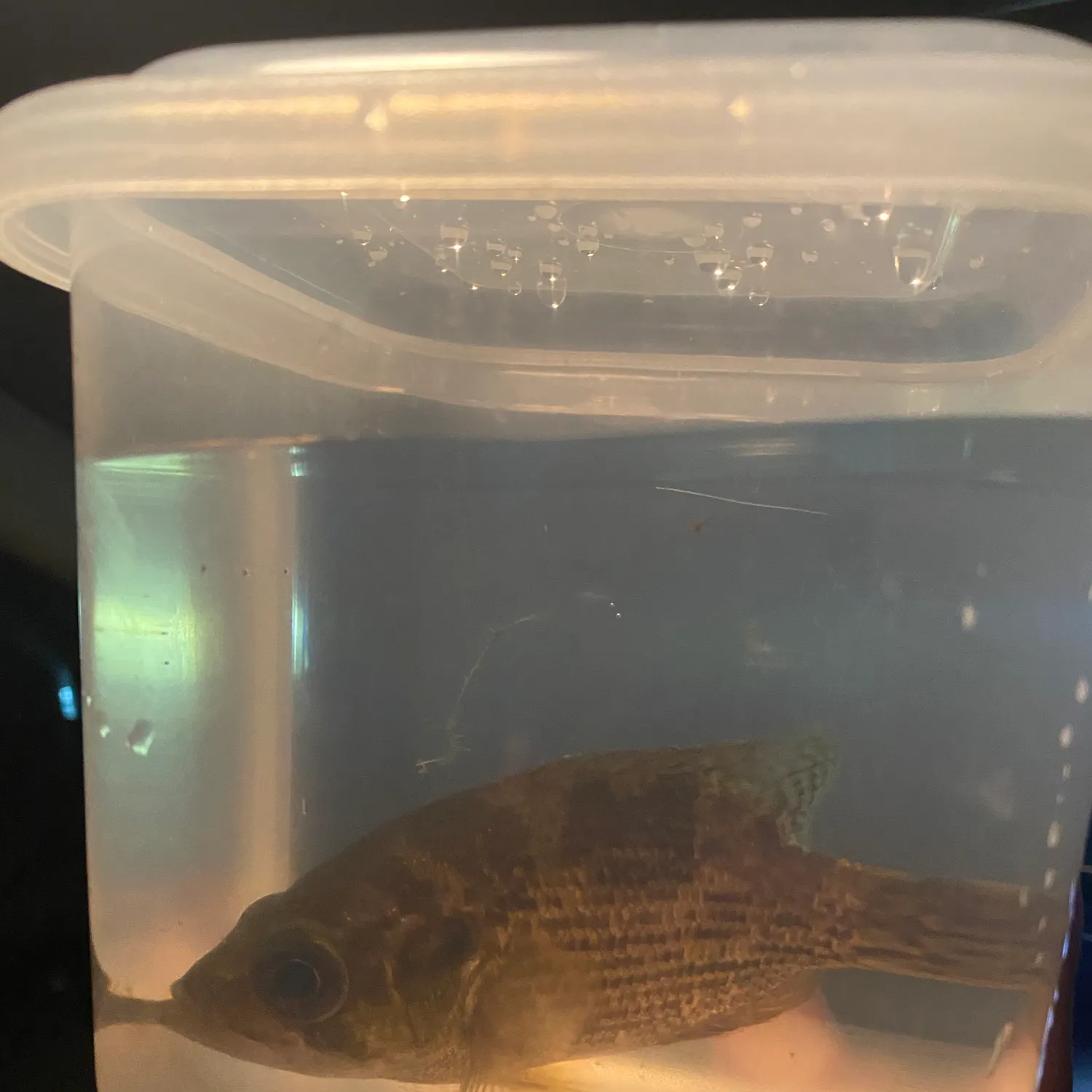 The most recent Roanoke bass catches on Fishbrain