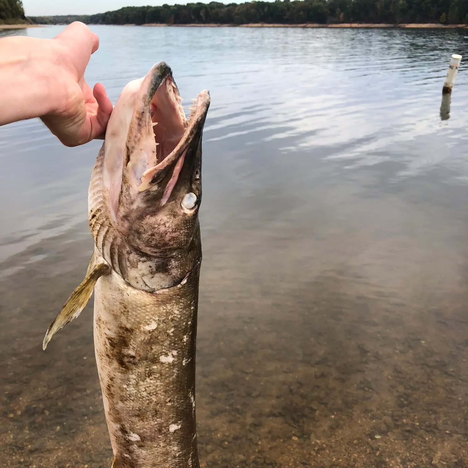 Muskie caught on Fishbrain