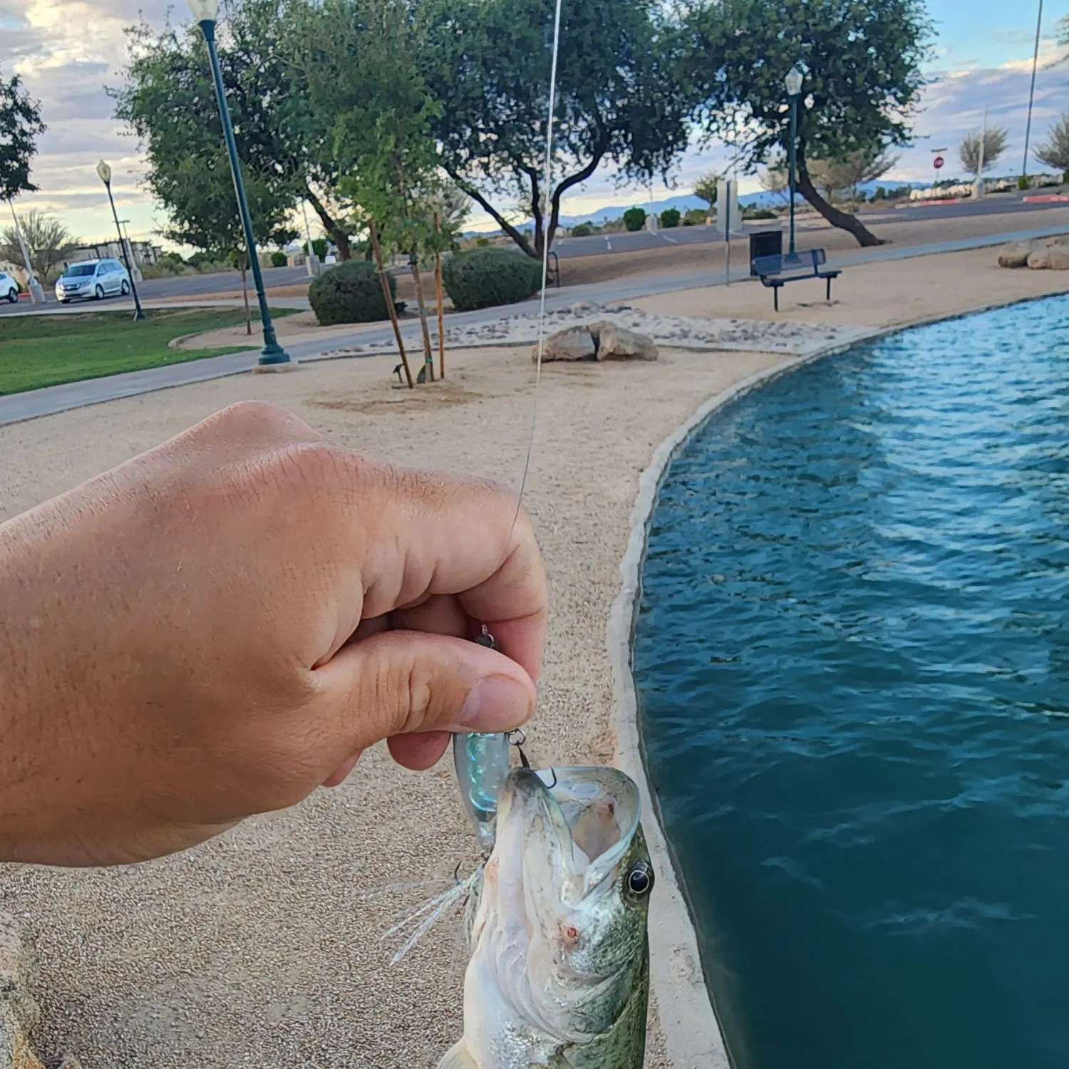 Largemouth bass caught on Fishbrain