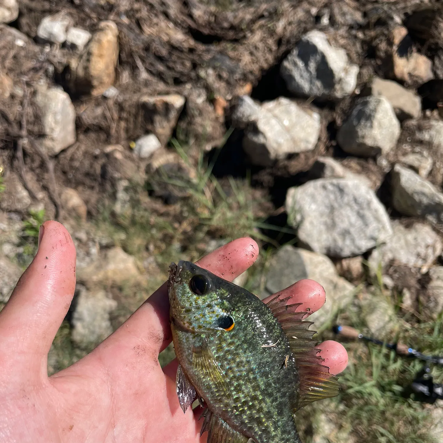 Redear sunfish caught on Fishbrain