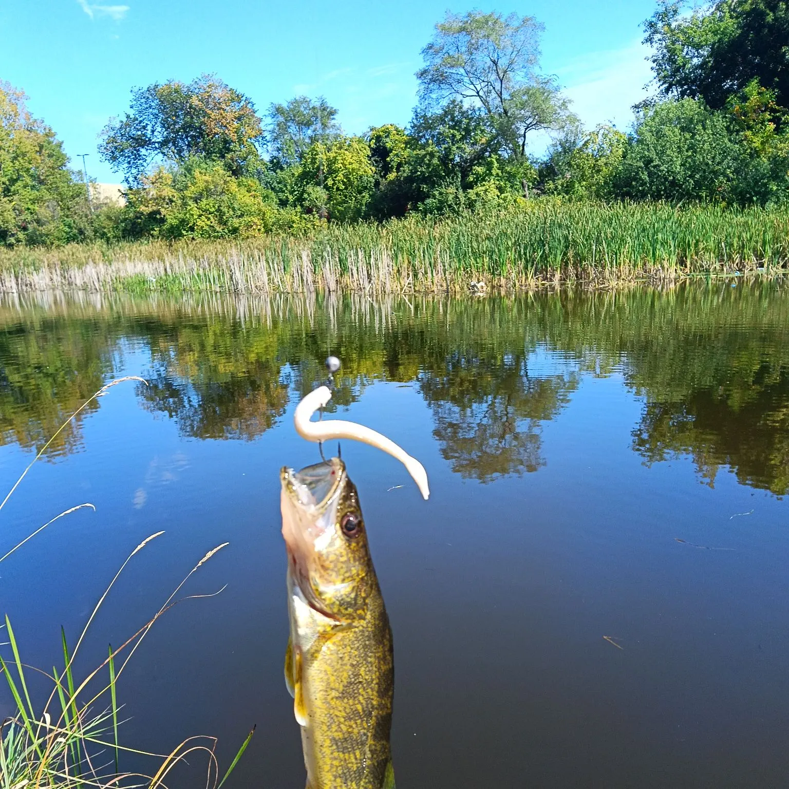 Walleye caught on Fishbrain