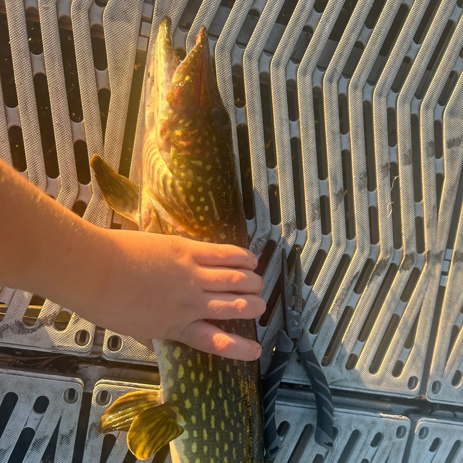 catch
