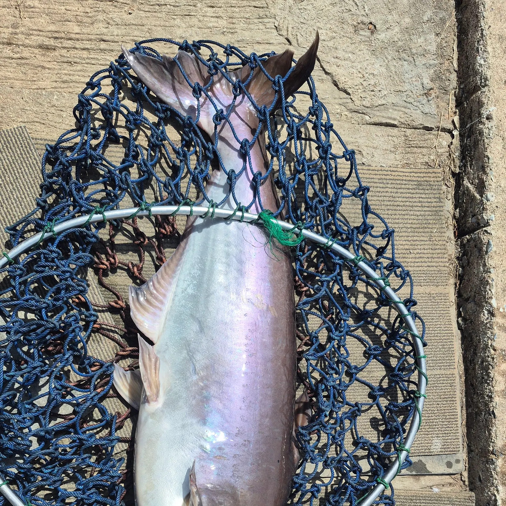 The most recent Mekong giant catfish catches on Fishbrain