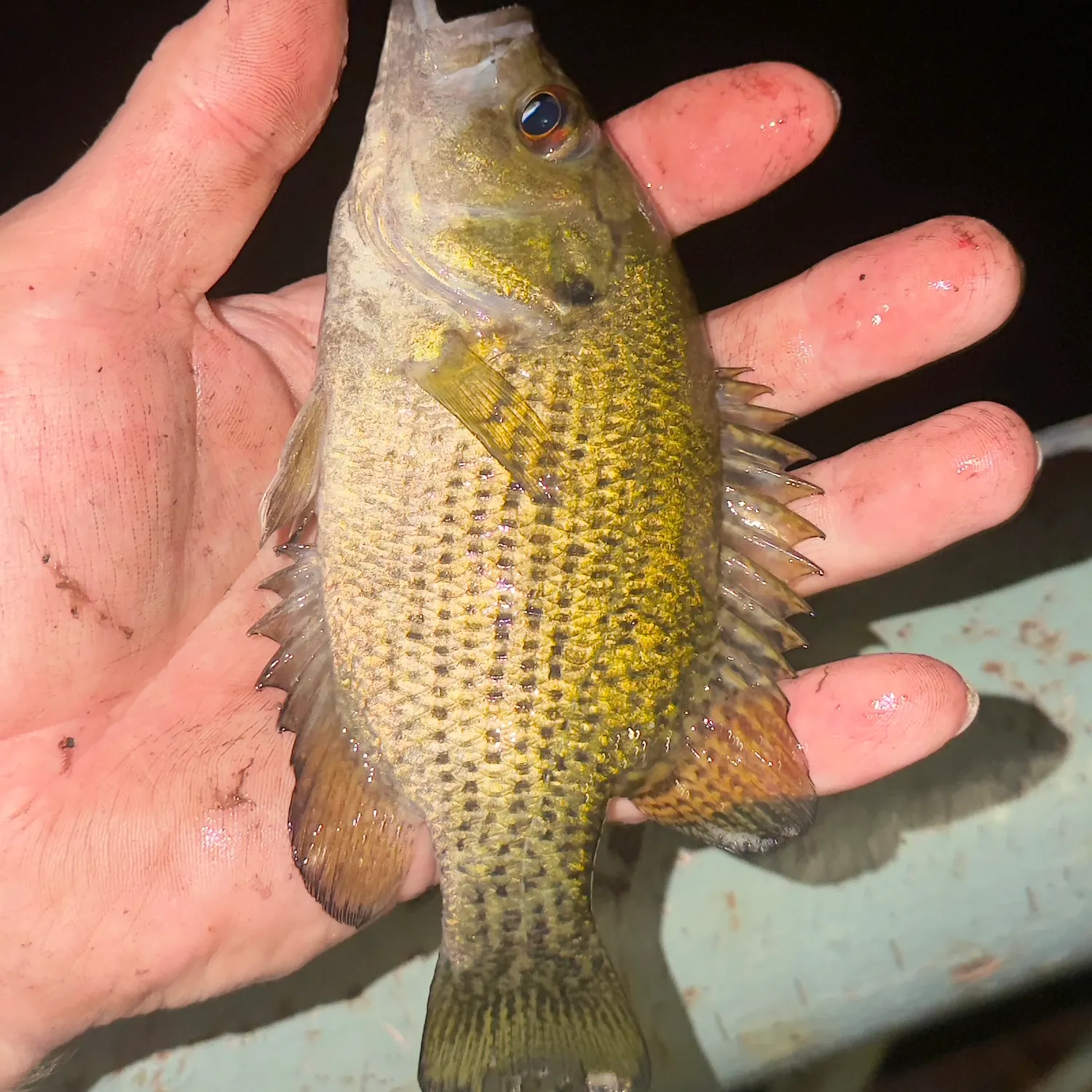catch