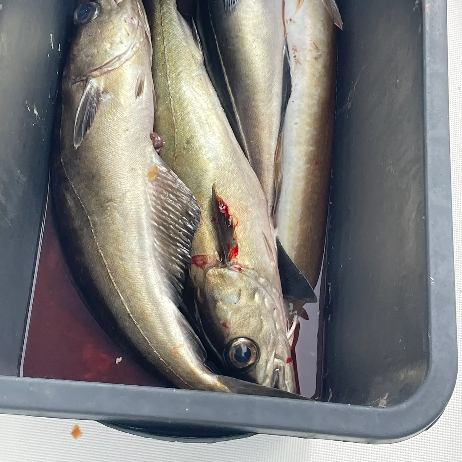 The most recent Pollack catches on Fishbrain