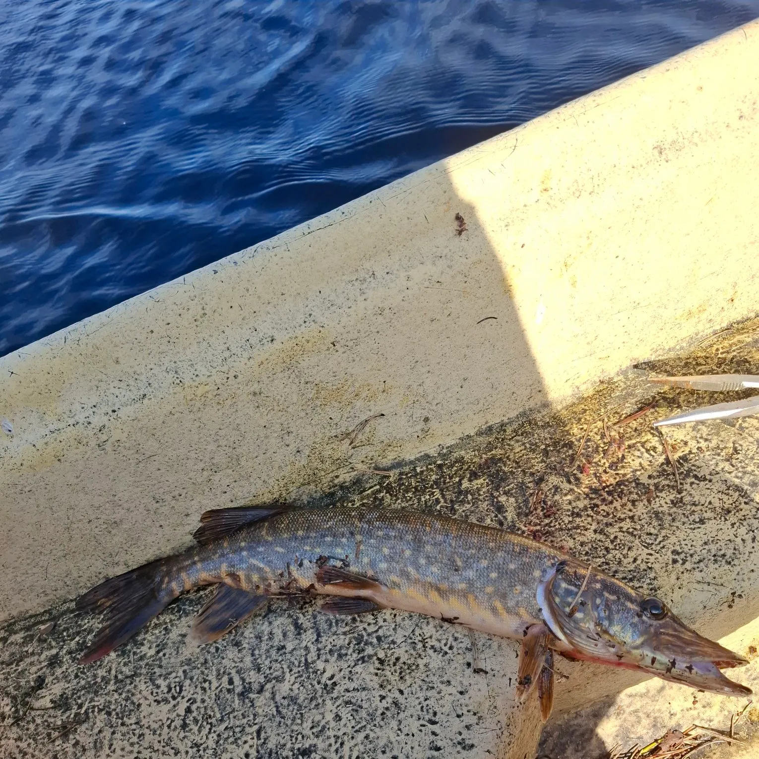 Northern pike caught on Fishbrain