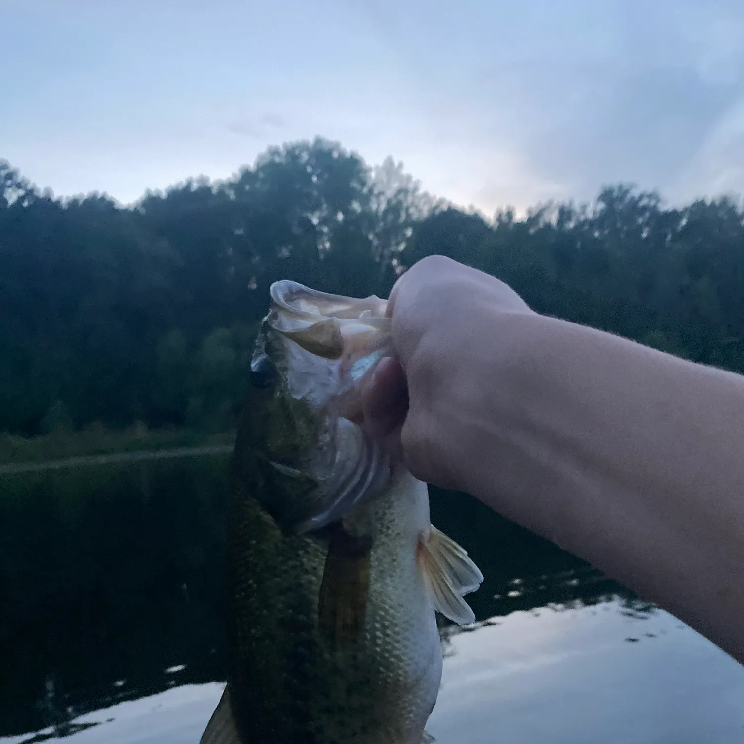 Largemouth bass caught on Fishbrain
