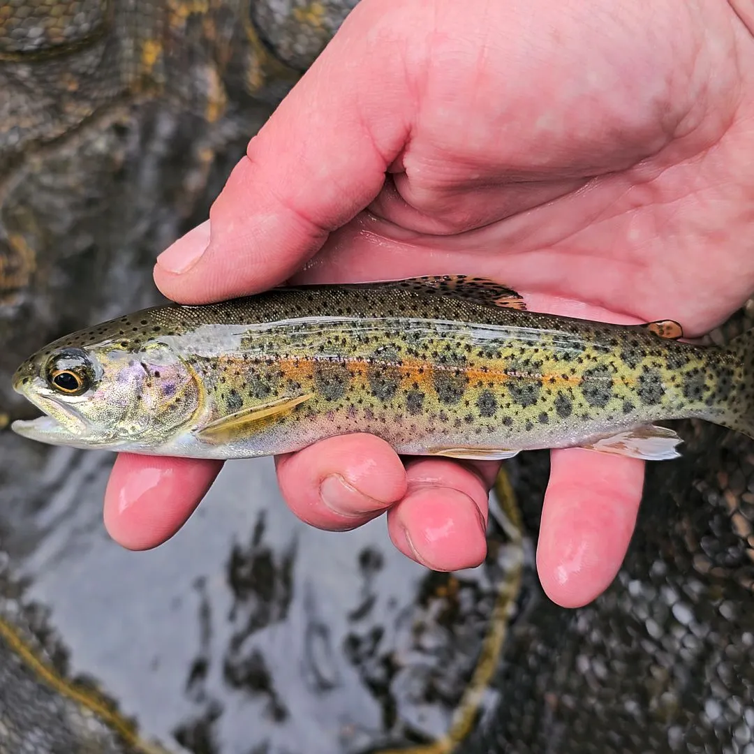 The most recent Columbia river redband trout catches on Fishbrain