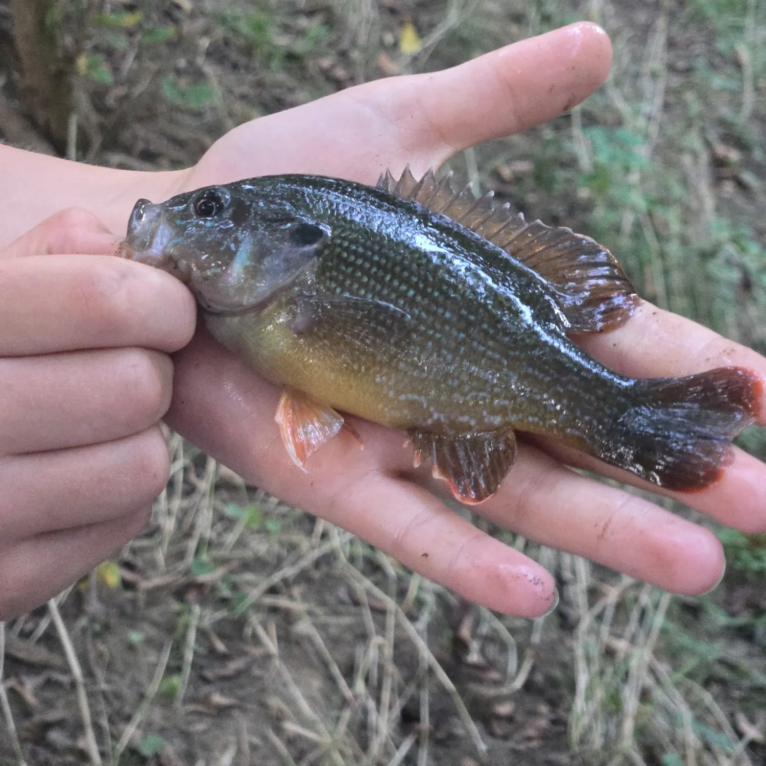 Green sunfish caught on Fishbrain