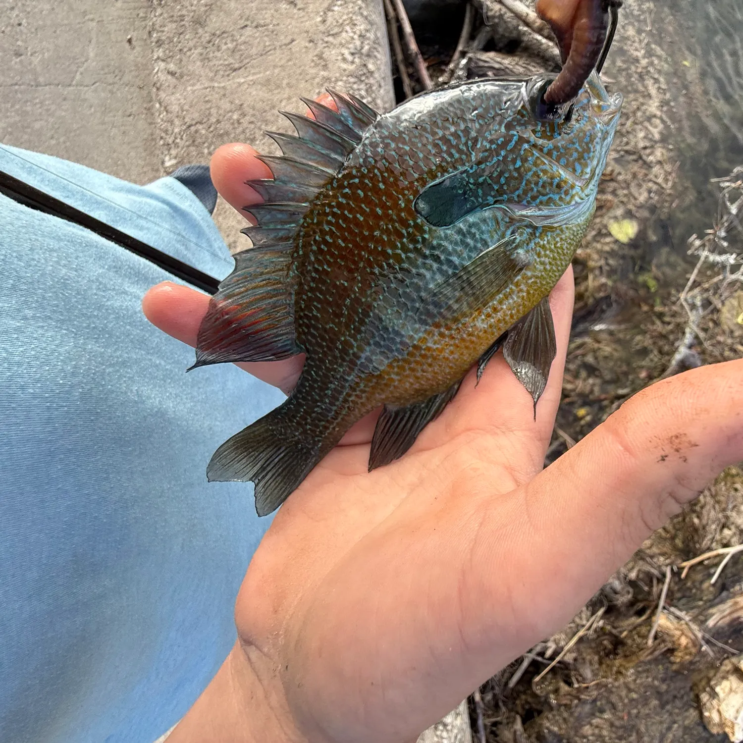 The most recent Longear sunfish catches on Fishbrain