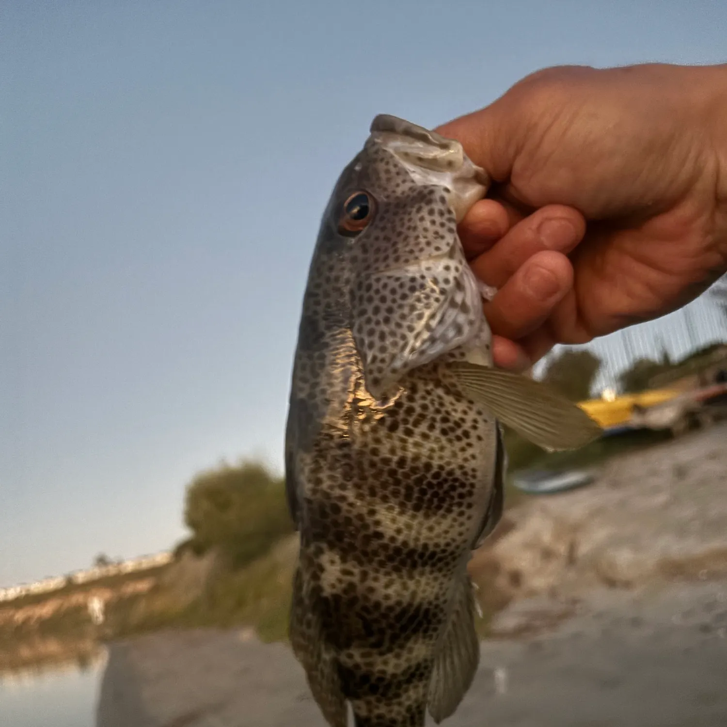 The most recent Spotted sand bass catches on Fishbrain