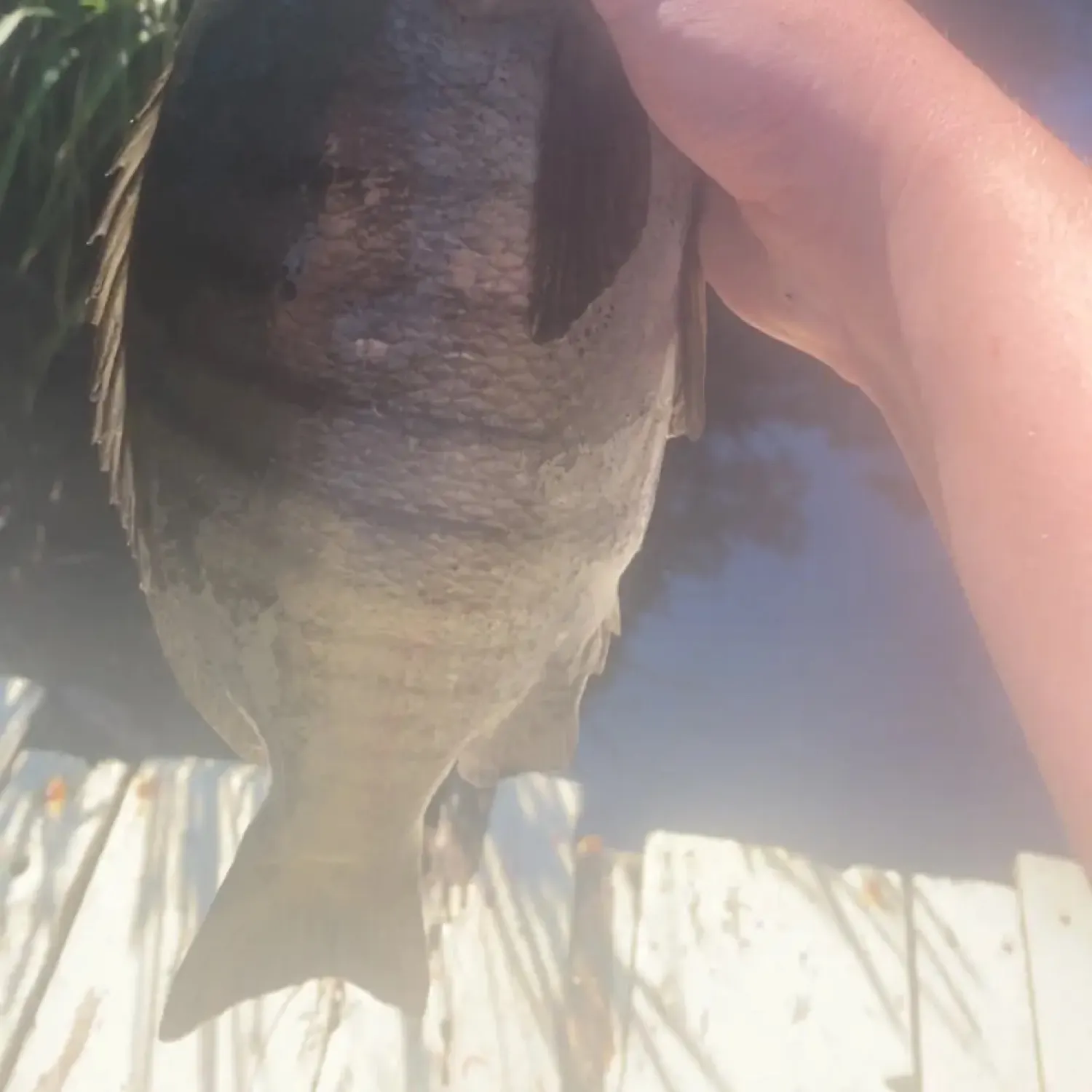 most liked catch image