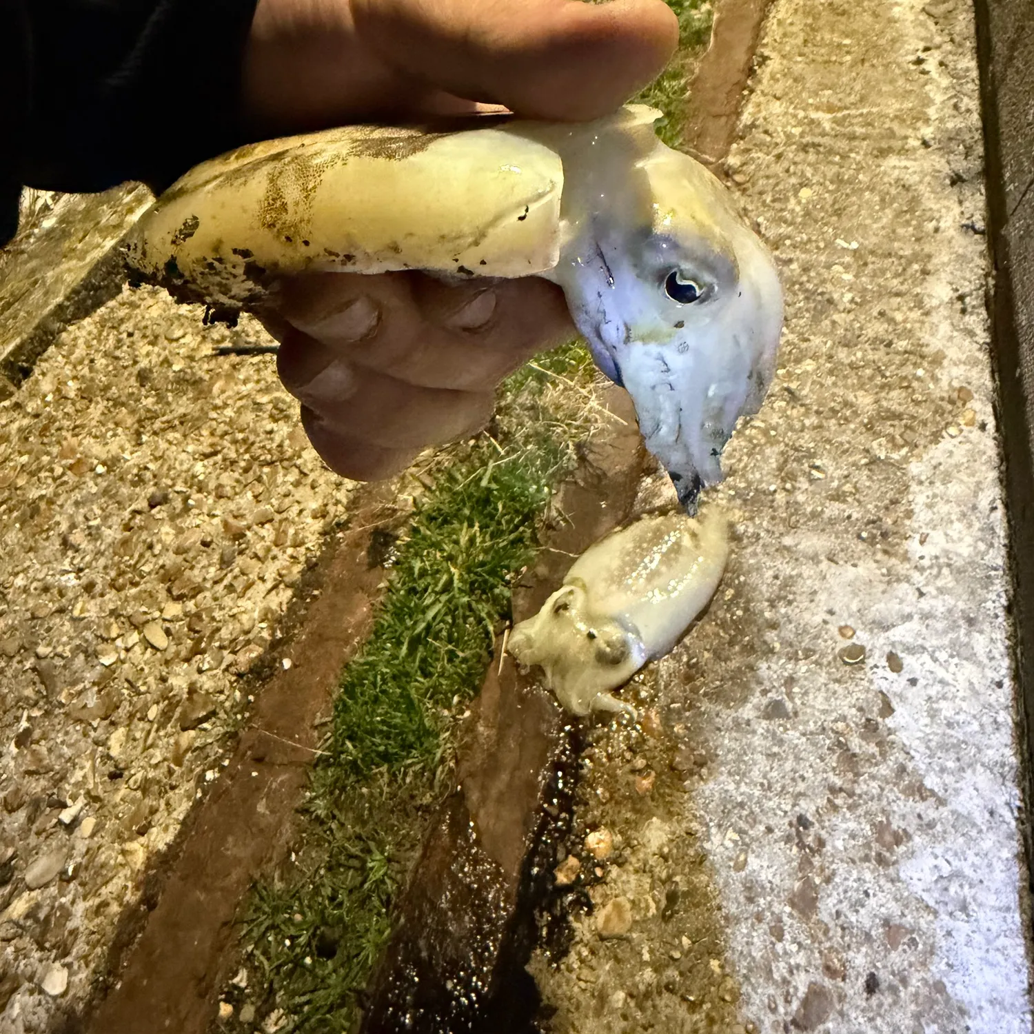 Common cuttlefish caught on Fishbrain