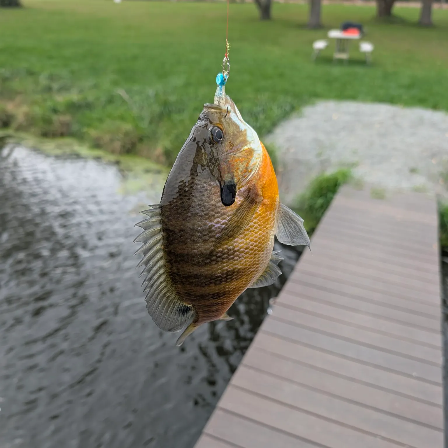 Bluegill caught on Fishbrain