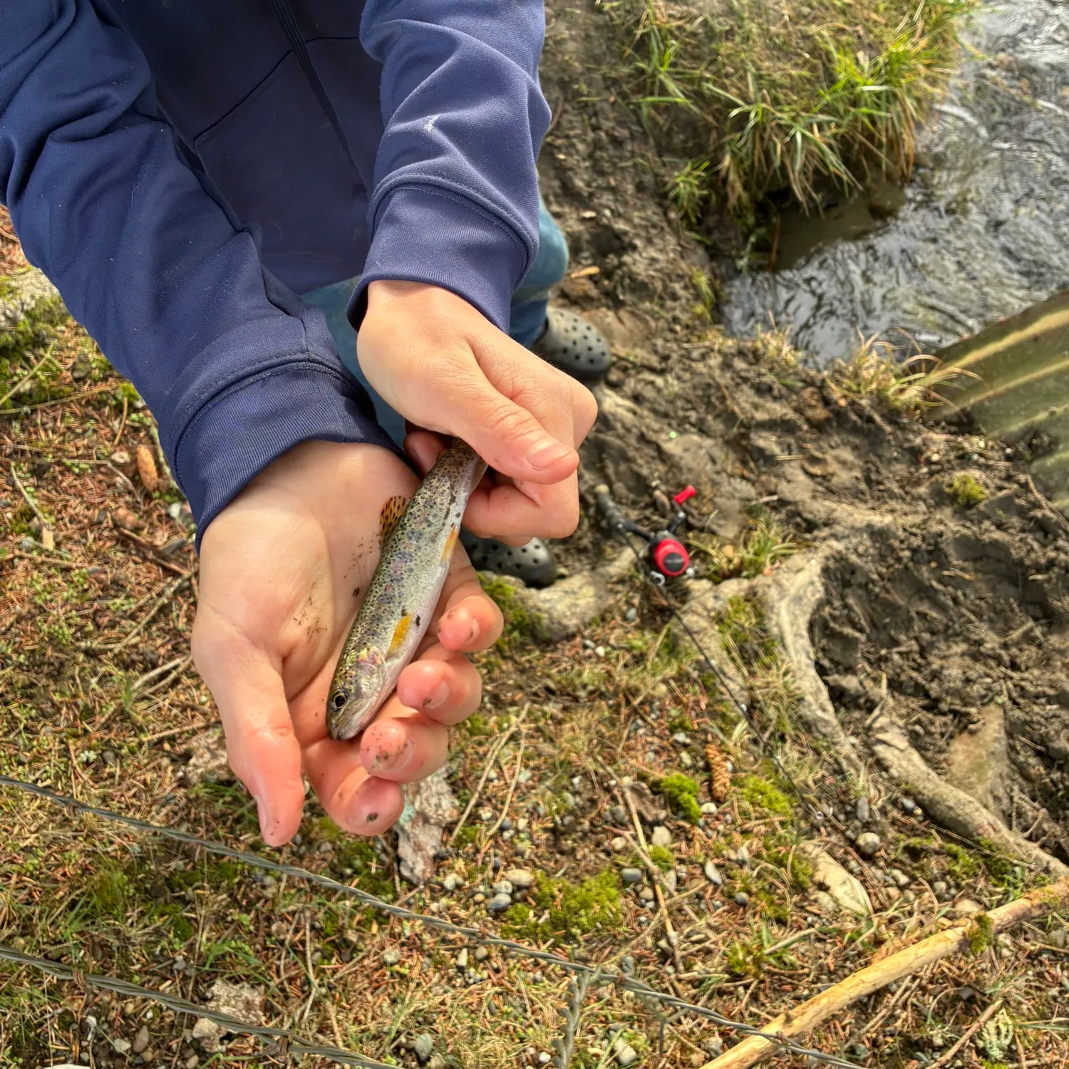 The most recent Cutbow catches on Fishbrain