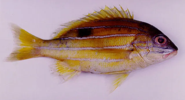 Five-lined snapper